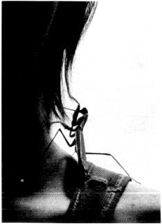 Praying Mantis - Photo of Jim Carroll by Tamela Glenn (1991)